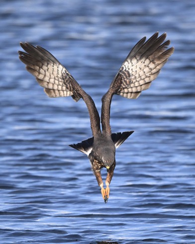 DSC_0556-DeNoiseAI-clear