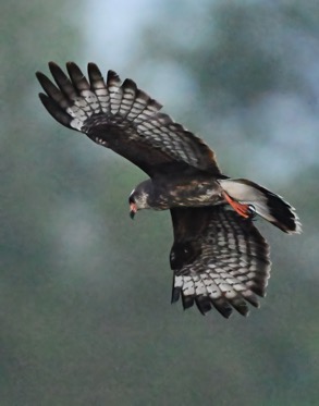 DSC_4483-DeNoiseAI-clear