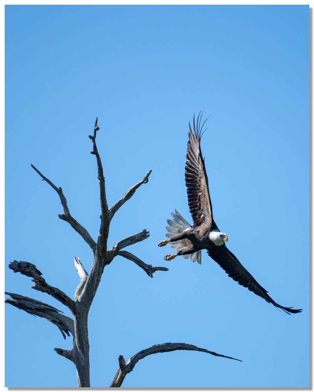 DSC_0792-DeNoiseAI-low-light