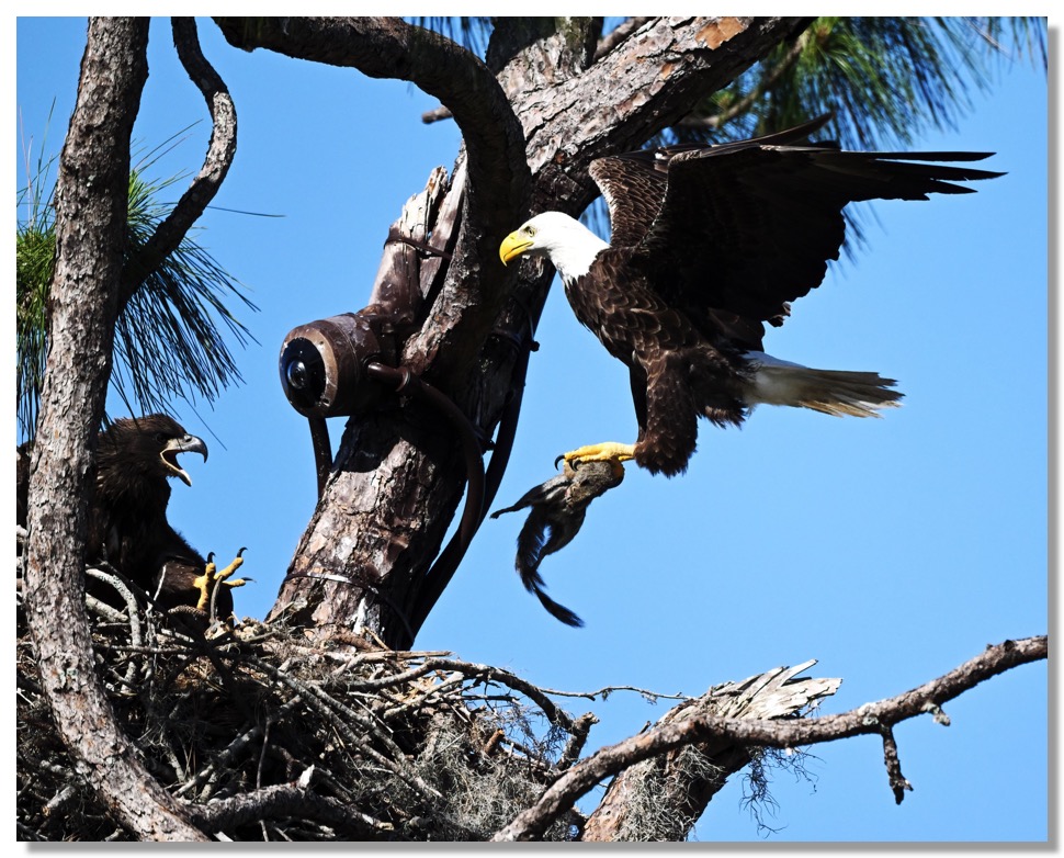 DSC_2848-DeNoiseAI-clear-1