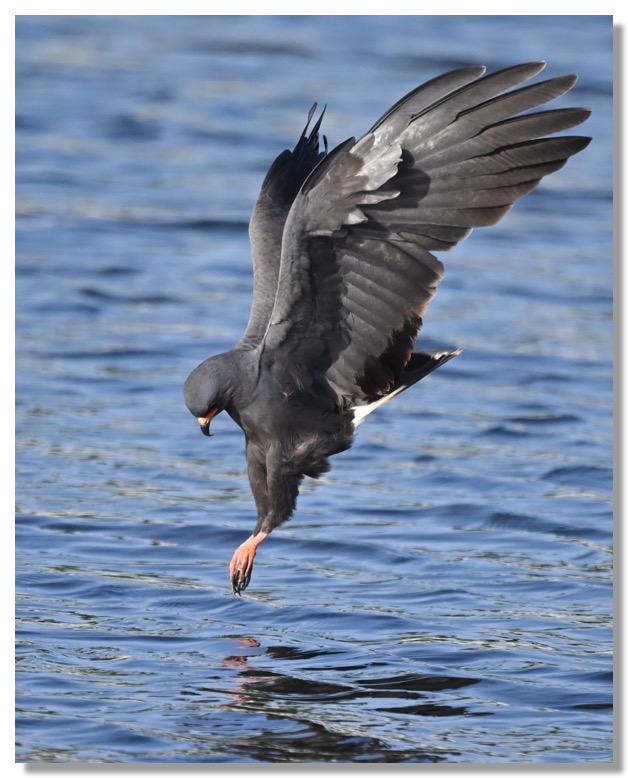 DSC_0954-DeNoiseAI-clear