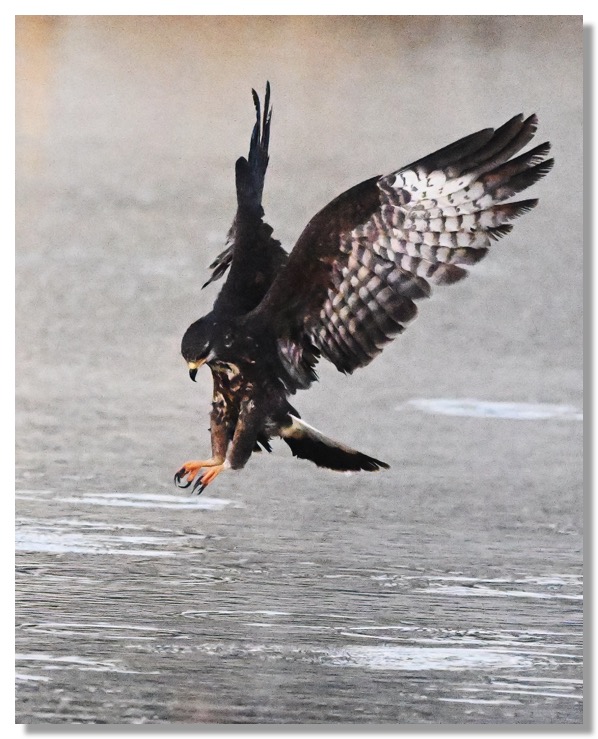 DSC_3734-DeNoiseAI-clear