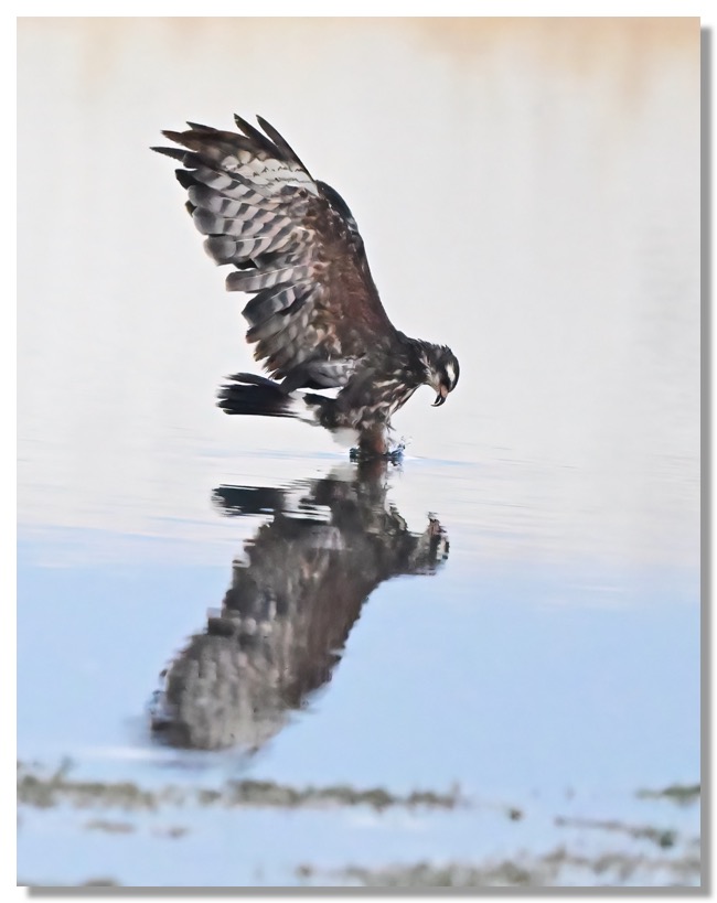 DSC_4523-DeNoiseAI-clear-1