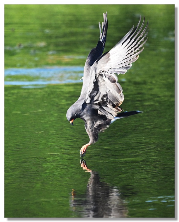 DSC_4782-DeNoiseAI-clear