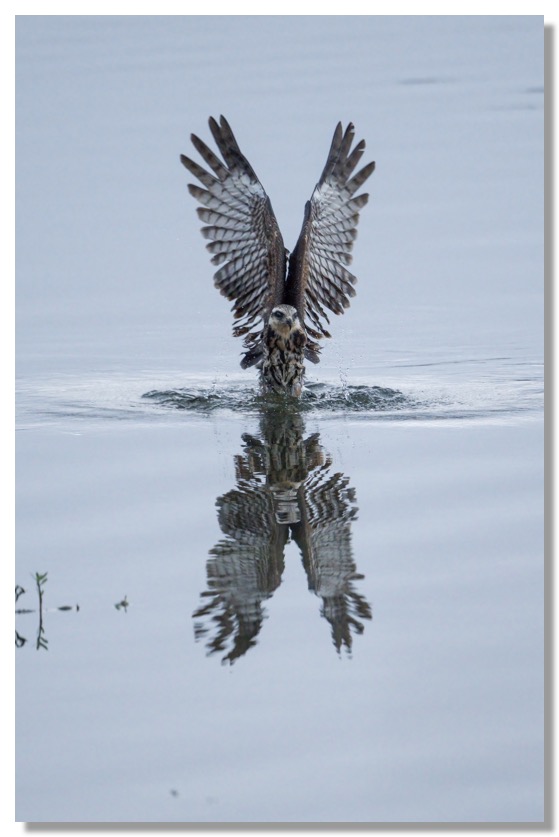 DSC_5679-kite DeNoiseAI-low-light copy-1