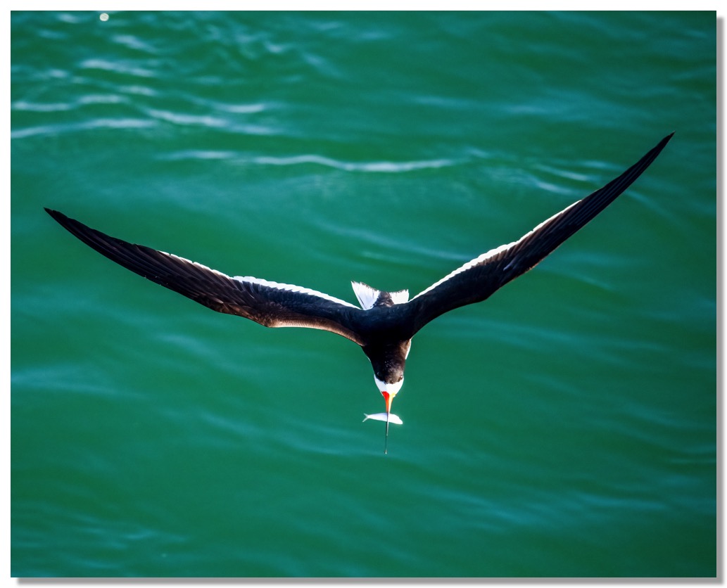 DSC_0188-DeNoiseAI-clear