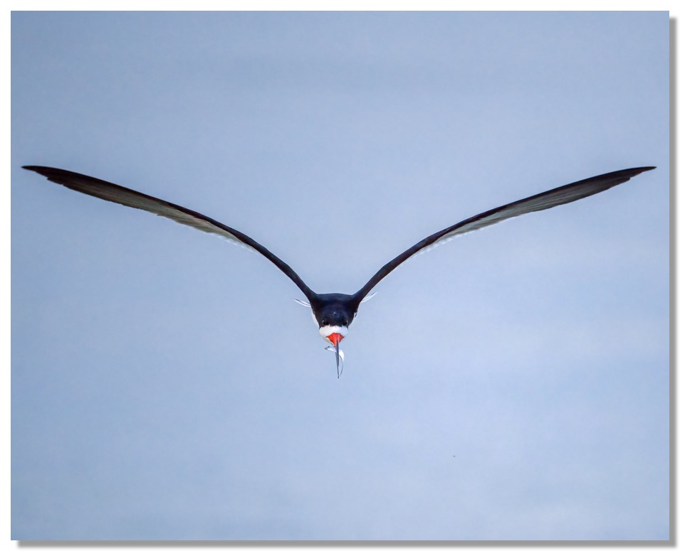 DSC_2626-DeNoiseAI-clear-1