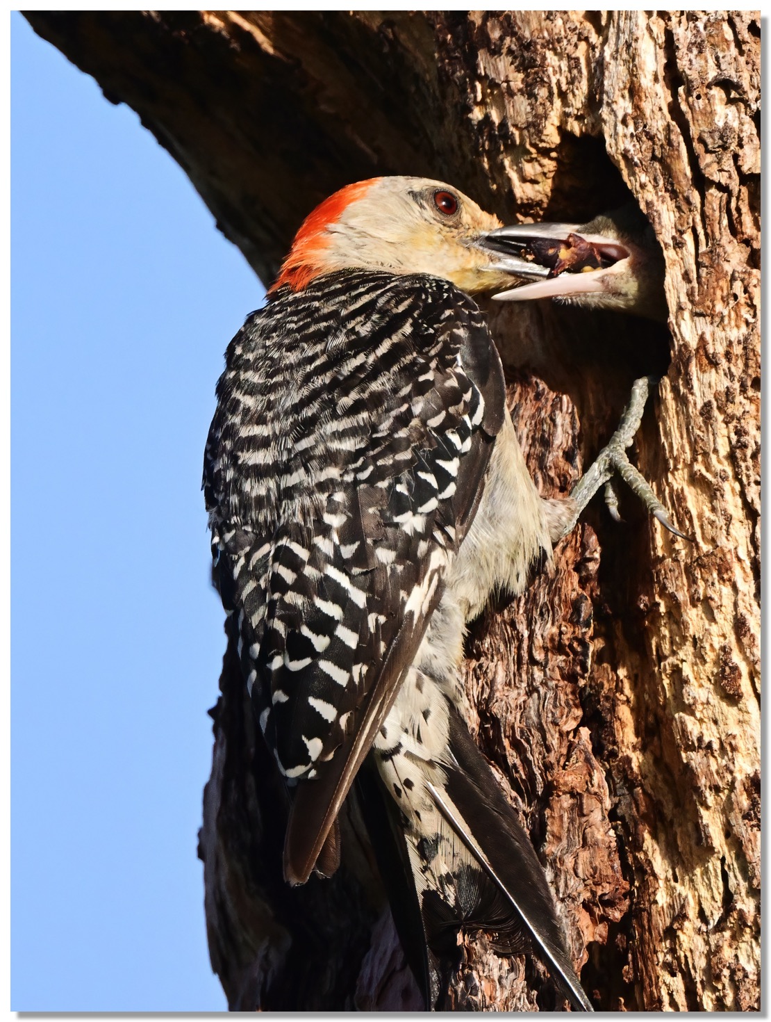 DSC_1567-DeNoiseAI-clear