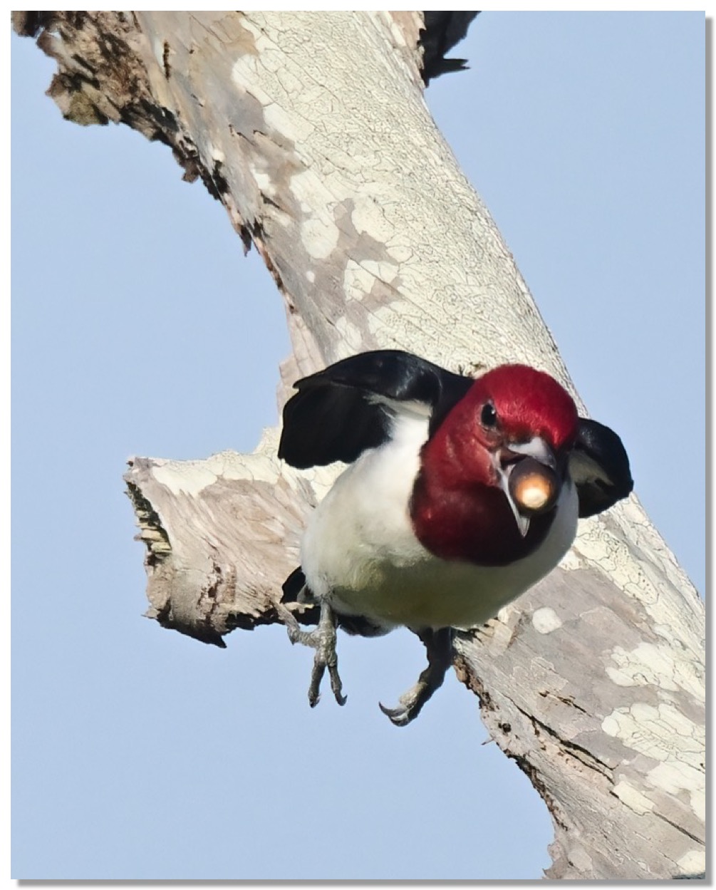 DSC_2036-DeNoiseAI-clear