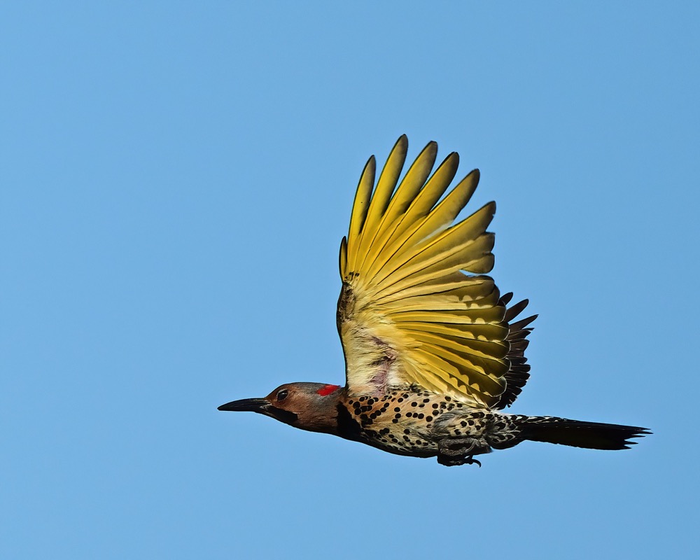 DSC_3343-DeNoiseAI-clear