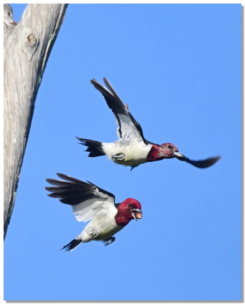 DSC_3629-DeNoiseAI-clear (1)