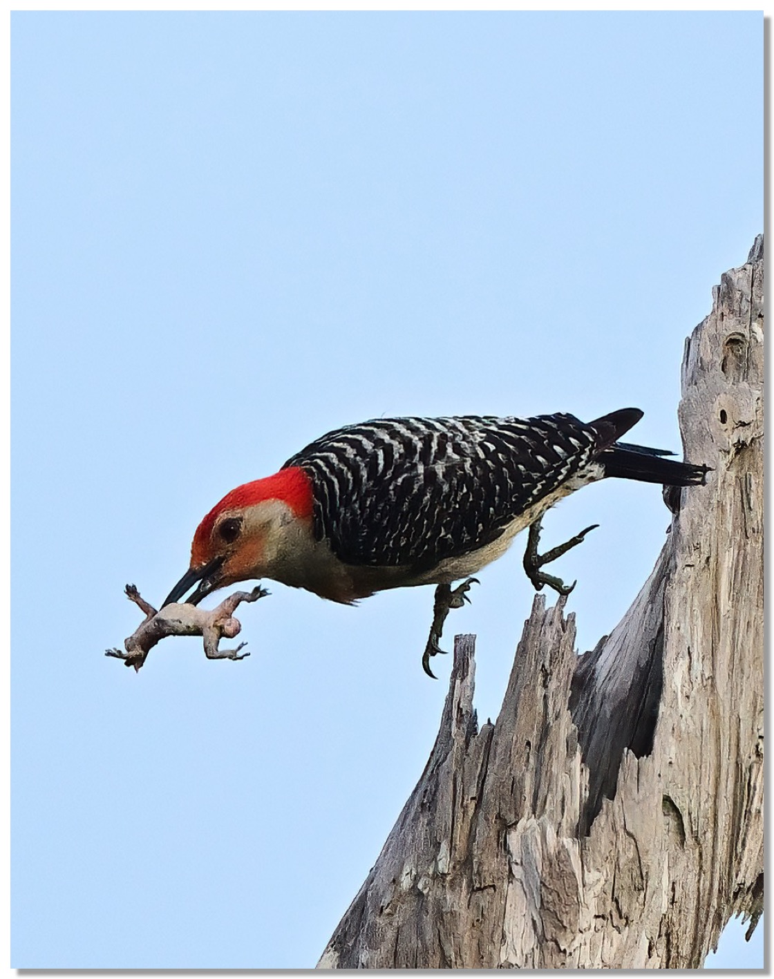 DSC_6716-DeNoiseAI-clear-1